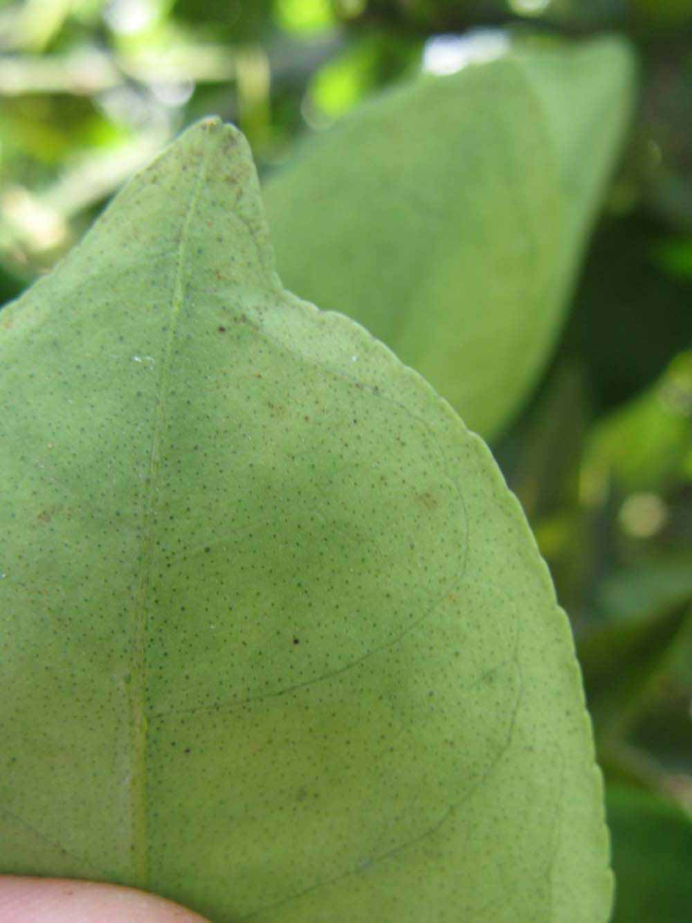              Margin (Winter Haven, FL)       